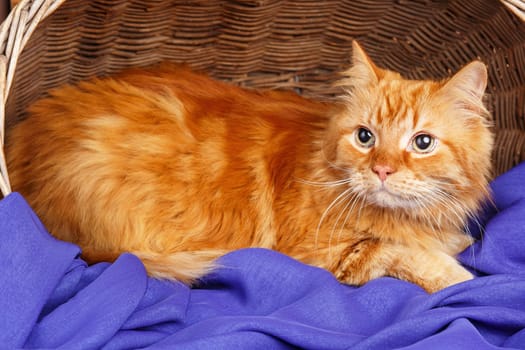 nice big red cat rests in a wooden basket