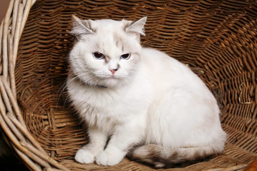 Cute White Cat sitaing  in the wicker basket basket