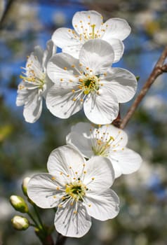 white flowers blooming on branch, springtime