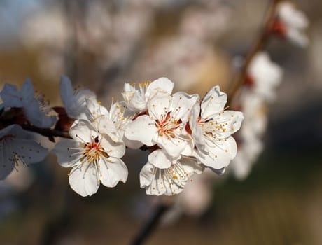 white flowers blooming on a branch, springtime