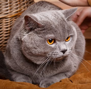 beautiful British Shorthair cat on a wooden background