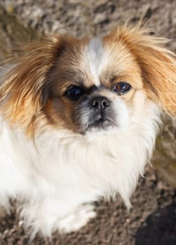 Funny red-haired pekingese dog look in camera