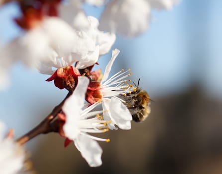 Bee on a flower of the white cherry blossoms in spring