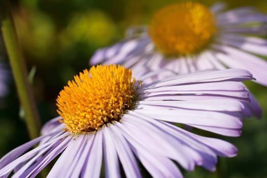pink daisy flower close up, summer day
