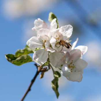 Bee on a flower of the white cherry blossoms in spring