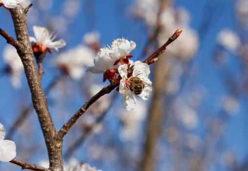 Bee on a flower of the white cherry blossoms in spring