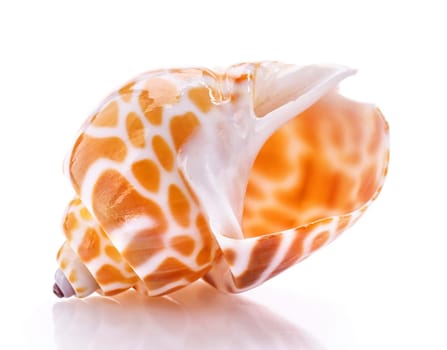 Sea shell isolated on white background. Close up