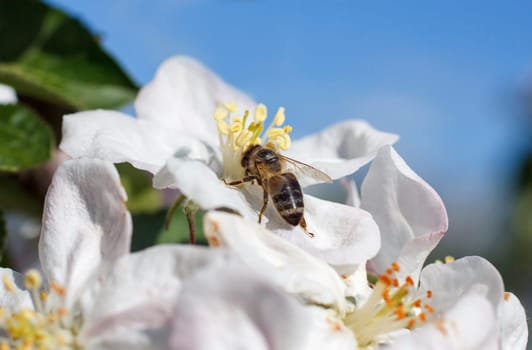 Bee on a flower of the white apple blossoms in spring