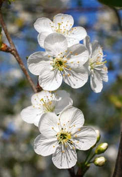 white flowers blooming on a branch, springtime