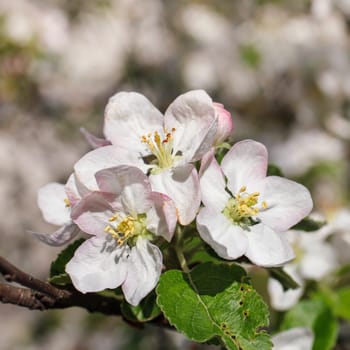 white flowers blooming on a branch, springtime