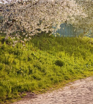 Cgerry tree with flowers blooming on spring morning