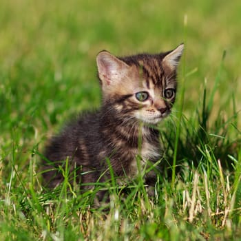 pretty cute striped cat sits in the grass
