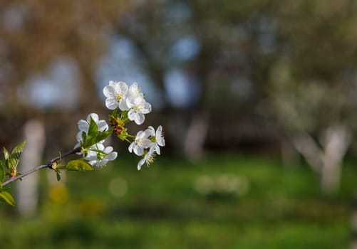 white flowers blooming on a branch, springtime