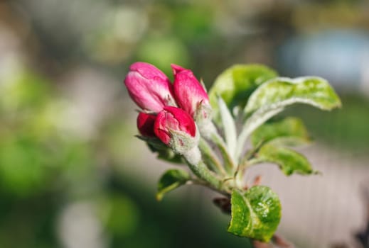 pinc flowers blooming on a branch, springtime