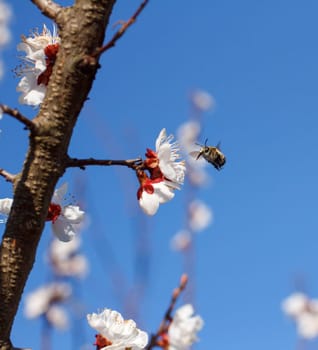 Bee on a flower of the white cherry blossoms in spring
