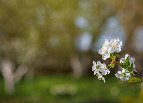 white flowers blooming on a branch, springtime
