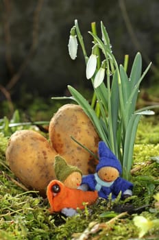 Wichtelpaar under snowdrops with heart potato