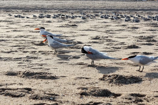 Caspian Tern seabirds, Hydroprogne caspia, adults and chicks gathered on a sunny Fort Lauderdale beach. Many mature Caspian tern birds and chicks on sunny Florida sand.