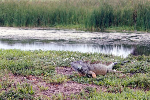 Green brown and orange wild iguana lizard that is about six feet long outside in some grass and plants mix near a water filled canal. Very big wild iguana lizard outdoors