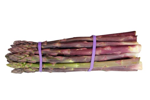 One pound bunch of raw purple asparagus spears in two elastic bands isolated on a white. Purple asparagus bunch in elastic bands  isolated on a white background.