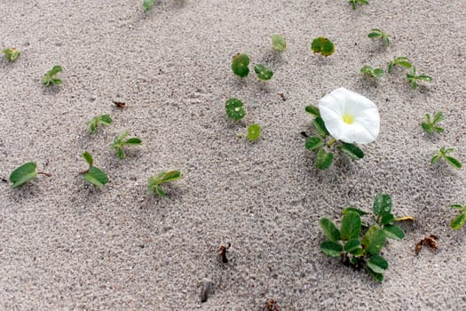 One white morning glory creeping vine flower in the sand on the beach closeup. A single white morning glory flower with a light yellow center on a beach in the morning