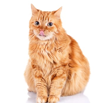 big red-haired  cat isolated a white background