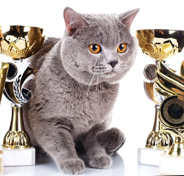 British Shorthair cat on a white background with its award winning