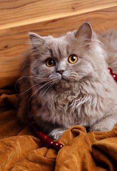 cute gray Scottish long-haired straight cat on a wooden background