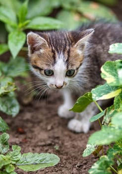 gray little kitten walking on the garden