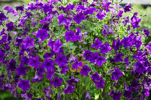 Beautiful white and purple petunia flowers close up