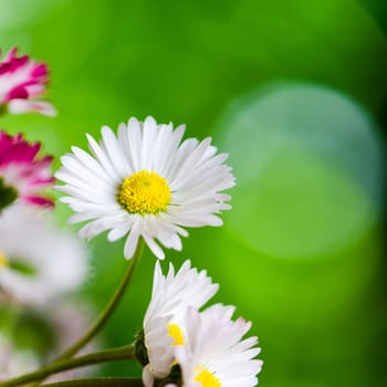 Bouquet of small delicate daisy, close-up