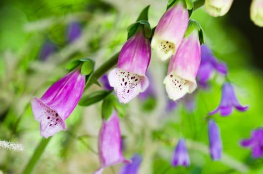 Beautiful flowers purple Foxglove