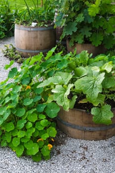 A variety of plants and vegetables grown in the garden, close up
