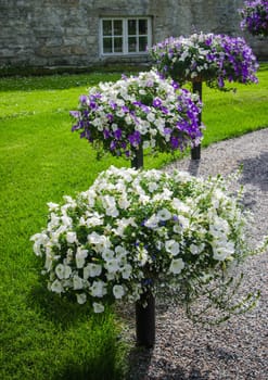 Beautiful white and purple petunia flowers close up
