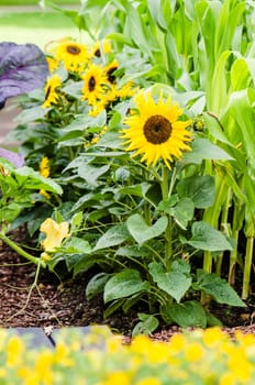 Sunflowers are grown in the garden, close up