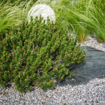 dwarf mountain pine in landscaping the Park