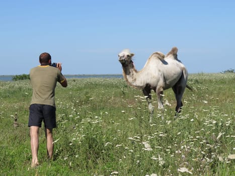 Man photographing a camel. Animals on private farm.