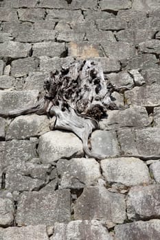 ancient stone wall with dried tree root