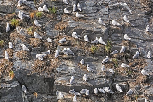 Kittiwake Rookery on a Rocky Cliff in Prince William Sound