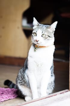 Thai cat sitting at home, stock photo