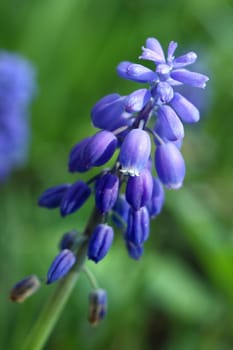 beautiful purple flower in the garden,spring time