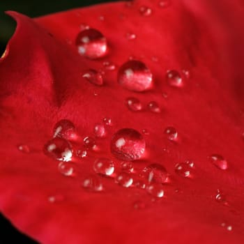 Beautiful drops of dew on the leaves of red roses