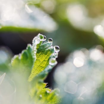 strawberry leaves with beautiful beautiful dew drops