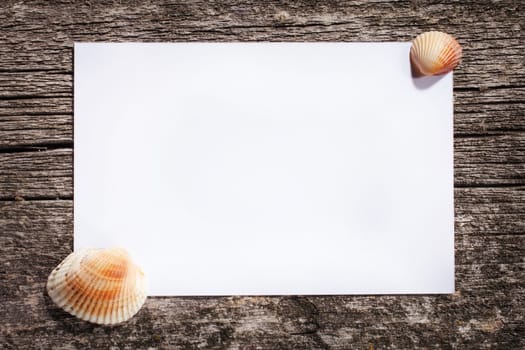 Sea shells collection frame on old wooden background. space for text