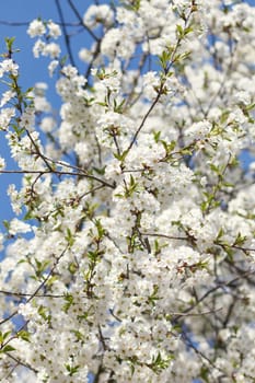white flowers blooming on tree branch, springtime