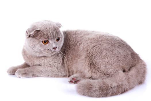 cute Scottish fold cat grey isolated  on white background