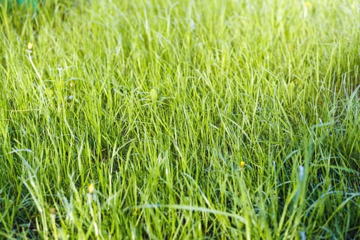 beautiful Green grass background, spring and summertime