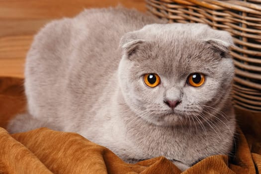 Beautiful gray cat with yellow eyes Scottish Fold on wooden background