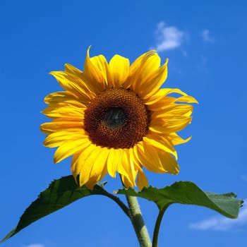 Yellow Sunflower in Summertime