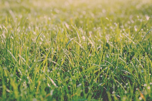 Fresh Spring Green grass with dew Drops